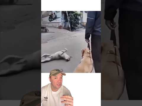 Делает всё чтобы её приютили. ￼