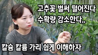 노지고추 벌써 꽃이떨어진다...(낙화 낙과 예방중요)