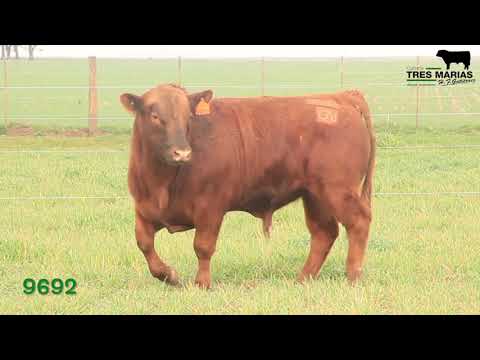 RP: 9692. Toro Reproductor PC. Cabaña Tres Marias. 20º Corral. Gregorio Aberasturi SRL.