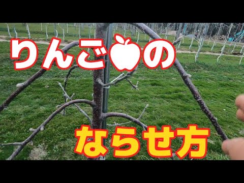 リンゴが木の上で腐るのはなぜですか?リンゴの木を守るにはどうすればよいですか?  庭園