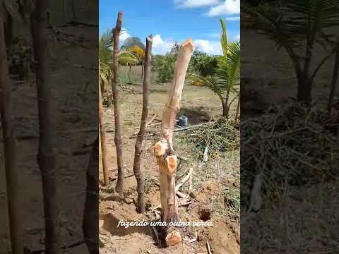 #agro #sitio #imaculada #paraiba