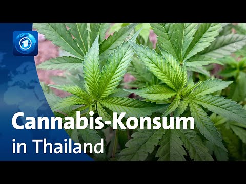 Cannabis-Konsum in Thailand: Ernüchterung nach Legalisierung