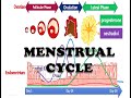 MENSTRUAL CYCLE IN TAMIL, PHASES OF MENSTRUAL CYCLE & HORMONAL REGULATION, OVULATION, ESTROGEN, FSH