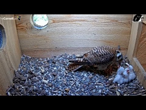 Cornell American Kestrel Cam ~ Egg #5 Hatches! Five Kestrel Chicks! 5.23.19