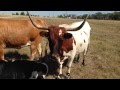 Herd Behavior Gathering or Herding for Comfort- Pressure & Release- Cow Babe Bull Horse Donkey