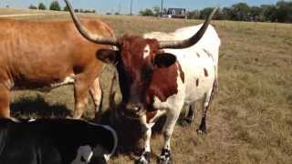 Herd Behavior Gathering or Herding for Comfort- Pressure &amp; Release- Cow Babe Bull Horse Donkey