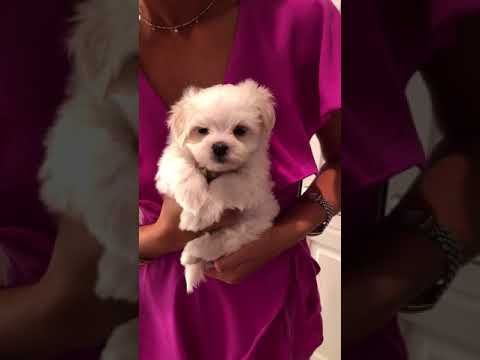 Daisy Lee has a beautiful, cotton soft textured coat. Her dad is 5.5 lbs and her mom is 7.5 lbs