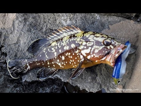 Rocky bottom species. Dasky and Golden Groupers. 21.05.2018.