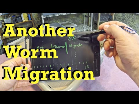 Worm haul-out #2 from 84-day old bin - vermicomposting