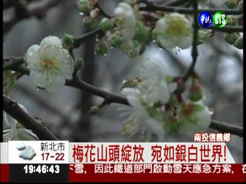 媲美雪景! 梅花綻放點綴山頭