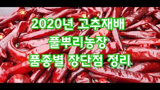 풀뿌리농장 고추재배 품종별 장단점 2020년 칼라위너 칼라장군  [고추재배방법]