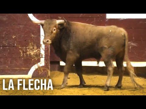 La Flecha 2024 Gran Final del Campeonato de Cortes con Toros Bravos