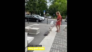 Freya – Video natečaj 2020 – Revija Moj Pes #Freya #MojPes