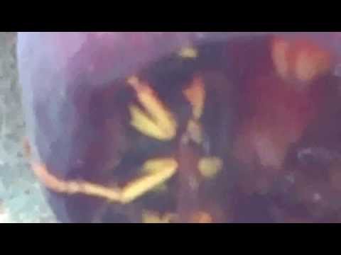 Darazsak eszik a szőlőt