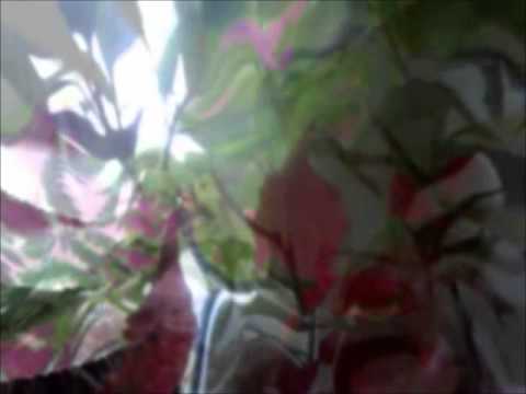 Xque Compilation 2001 Vol. 1 - Thank You