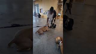 Video preview image #1 Mutt Puppy For Sale in Munford, TN, USA