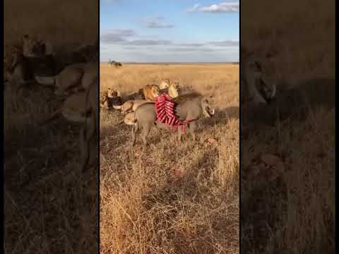 😂 Warthog vs Lion Funny Moments 🦁🐗