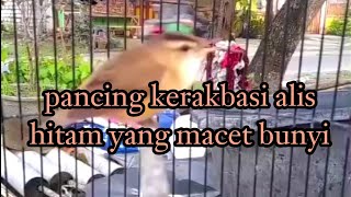 Download lagu PANCINGAN KERAK BASI ALIS HITAM MACET BUNYIIII !!! mp3