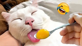 Hilarious animals will make you laugh until crying 😂