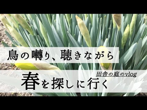 ガーデニング/癒しを求めてゆっくり散歩/西洋オダマキの植えつけ/植物のある日常4/初心者/Vlog