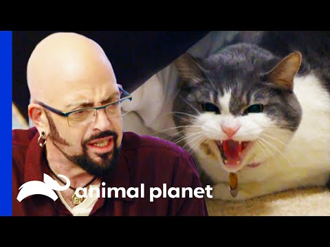 Cat Will Be Put Down If She Bites Again | My Cat From Hell