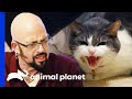 Cat Will Be Put Down If She Bites Again My Cat From Hell