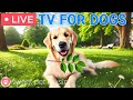 24 Hours Of Dog TV Soothing Sleep Music For Dogs 🩷Relaxing Dog Music For Separation Anxiety Relie