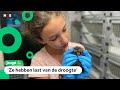 Chloe zorgt voor zieke egels