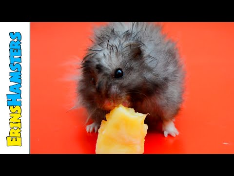 The Most Dramatic "Hamster Eating A Banana" Video You Will Ever See!