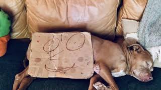 Parody By Michael: Taking Care Of Buddy (A Taking Care Of Eddy Parody) - Surfer Blood