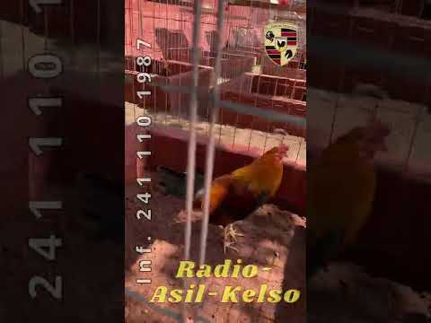 Pollos radio con kelso y asil  @leondetexcocooficial1760  #leondetexcoco #lechuzos