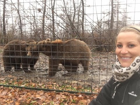 Brown Bear Rescue Sanctuary