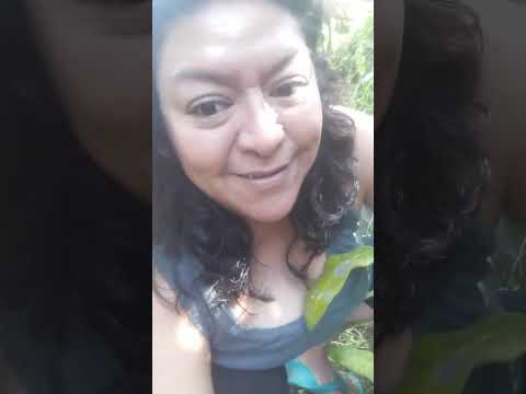 COSECHA DE SILIP HONGO COMESTIBLE TACTIC ALTA VERAPAZ 