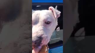 Video preview image #1 American Pit Bull Terrier-Unknown Mix Puppy For Sale in Rustburg, VA, USA