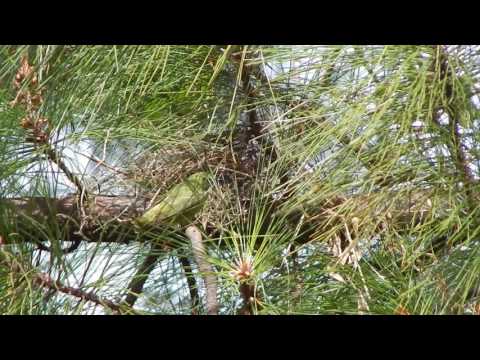 red legged Honeycreeper stealing nestmaterial
