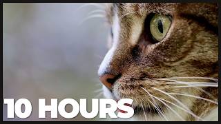 Cat TV: 10 Hours of Bird Watching, Nature Scenes & Relaxing Cat Music 🐦🌿 | Entertainment for Cats