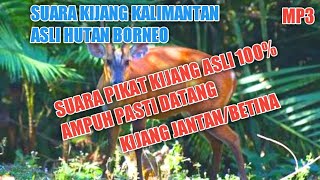 Download lagu SUARA PIKAT KIJANG AMPUH TERBARU 100% PASTI DATANG || Suara kijang hutan untuk pemikat mp3 Download lagu SUARA PIKAT KIJANG AMPUH TERBARU 100% PASTI DATANG || Suara kijang hutan untuk pemikat mp3