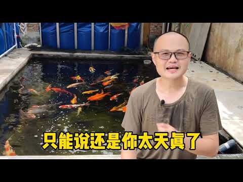 錦鯉壽命