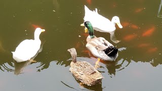 Download lagu DUH INDUNG (MANG KOKO) : KAWIH SUNDA WANDA ANYAR mp3