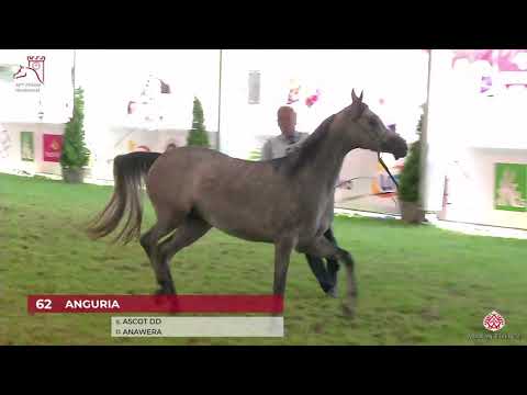 N62 ANGURIA - 2020 PRIDE OF POLAND - 42nd Arabian Horse National Show - 3 Years Old Fillies (Cla...