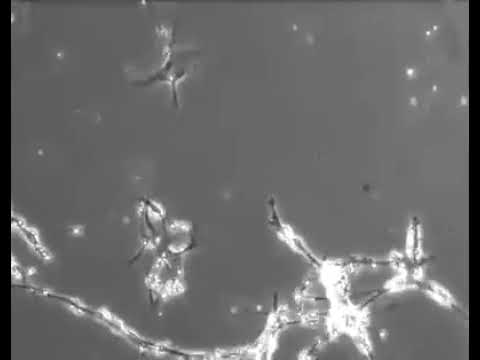 Как выглядят наши мысли