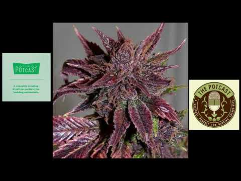 Episode 84 ft Notsodog