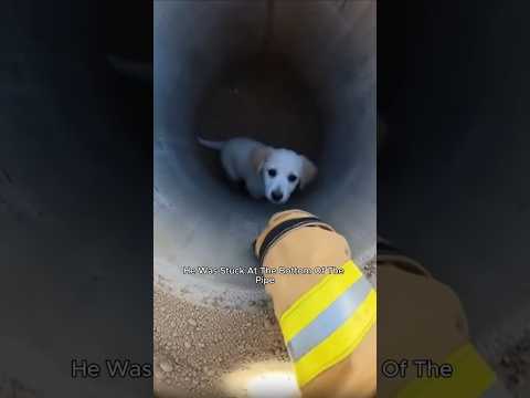 He was stuck deep in the pipe... until a hero arrived. 😭🧱❤️
