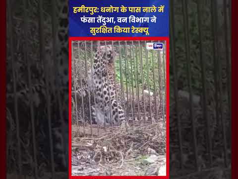 Hamirpur News: नाले में फंसा तेंदुआ सुरक्षित Rescue