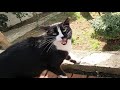 Tuxedo Cat Trilling And Purring So Cute