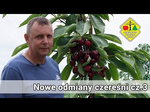 Nowe odmiany czereśni [część 3/3] - New varieties of cherries [part 3/3]