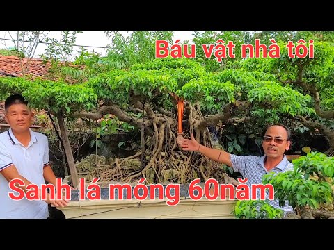 Thật bất ngờ khi bác Tránh giới thiệu cây sanh lá móng cổ 60 năm tuổi