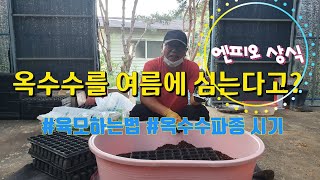 여름 옥수수 심기 | 옥수수육모 | 옥수수 파종하는법 | 옥수수 종자