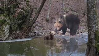 Осиновеното мече