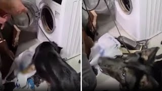 Milano, il cane poliziotto scopre la cocaina nascosta dentro gli scomparti della lavatrice